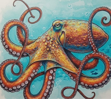 pulpo