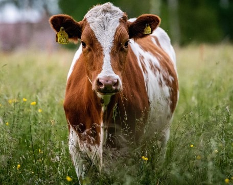 vaca en campo
