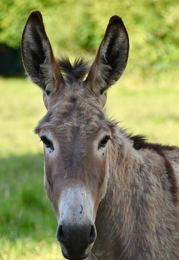 el burro trabalenguas