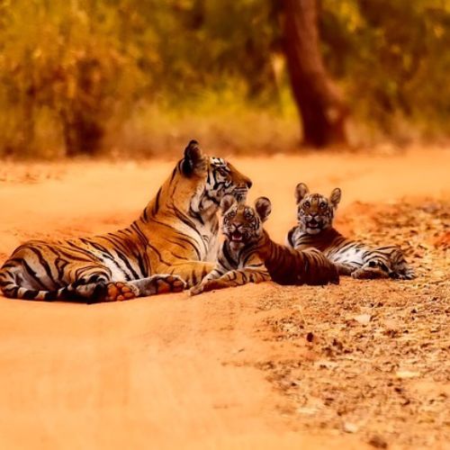 tres tigres trabajengua